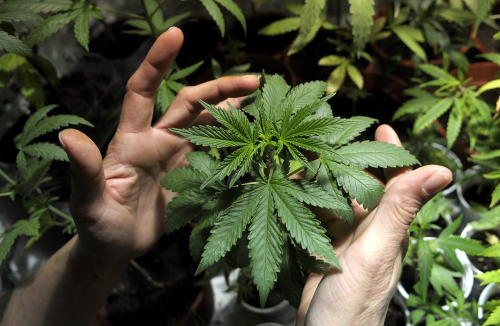 Fast U.S. Delivery for Patients Using a Medical Cannabis Prescription