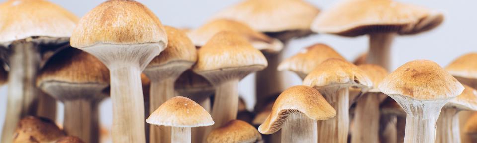 Buy Psychedelic Mushrooms & Magic Truffles – Accurate and Affordable Supply