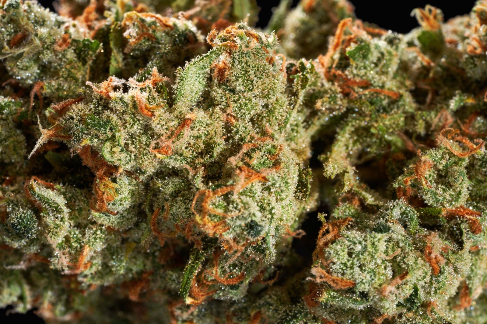 THC Edibles for Sale Australia – Analysis of Market and Consumer Patterns
