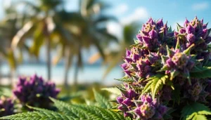 Miami Runtz strain highlighted in vibrant color with a smooth texture against a Miami skyline.